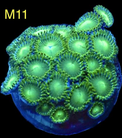 WYSIWYG Zoanthid Frag M11