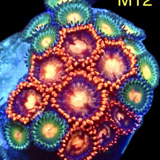 WYSIWYG Zoanthid Frag M12