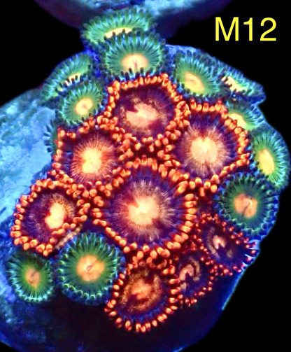 WYSIWYG Zoanthid Frag M12