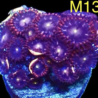 WYSIWYG Zoanthid Frag M13