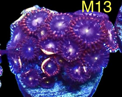 WYSIWYG Zoanthid Frag M13