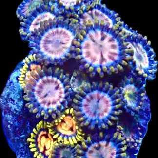 WYSIWYG Zoanthid Frag M14
