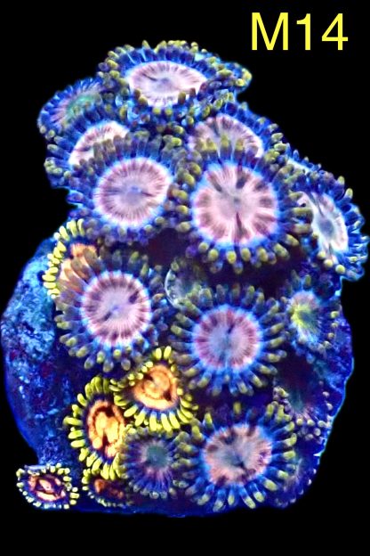 WYSIWYG Zoanthid Frag M14