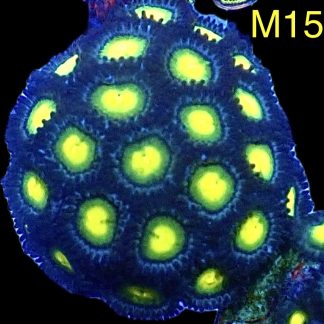 WYSIWYG Zoanthid Frag M15