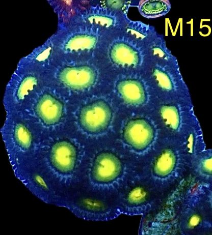 WYSIWYG Zoanthid Frag M15