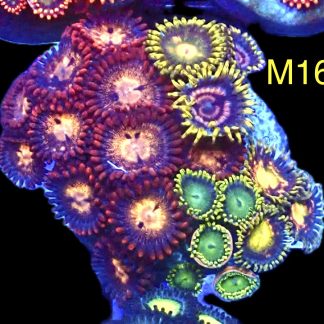 WYSIWYG Zoanthid Frag M16