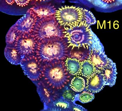 WYSIWYG Zoanthid Frag M16