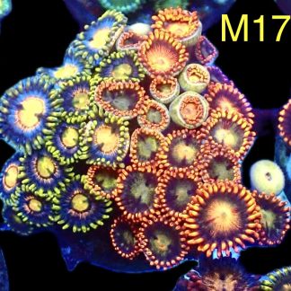 WYSIWYG Zoanthid Frag M17