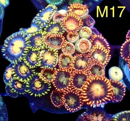 WYSIWYG Zoanthid Frag M17