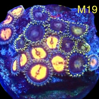 WYSIWYG Zoanthid Frag M19