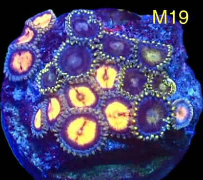 WYSIWYG Zoanthid Frag M19