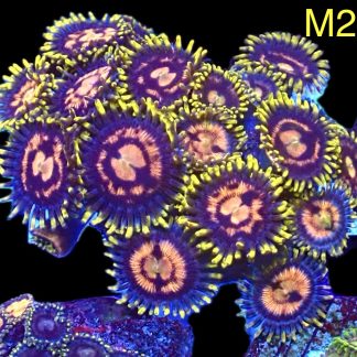 WYSIWYG Zoanthid Frag M20