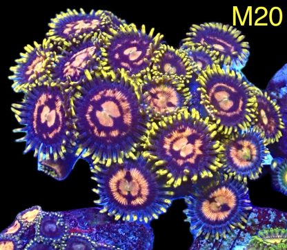 WYSIWYG Zoanthid Frag M20
