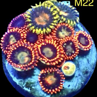 WYSIWYG Zoanthid Frag M22