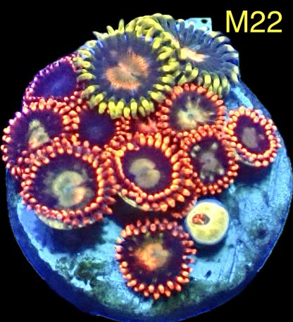 WYSIWYG Zoanthid Frag M22
