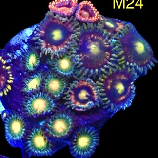 WYSIWYG Zoanthid Frag M24