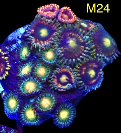 WYSIWYG Zoanthid Frag M24
