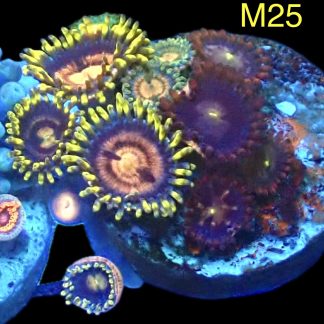 WYSIWYG Zoanthid Frag M25