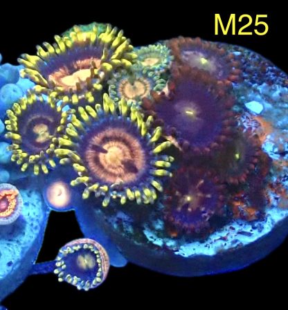 WYSIWYG Zoanthid Frag M25