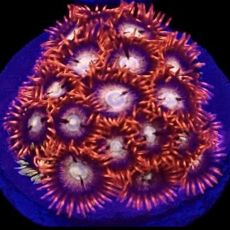 Hot Flame Zoanthid Frag 10+Polyps