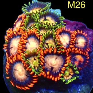 WYSIWYG Zoanthid Frag M26