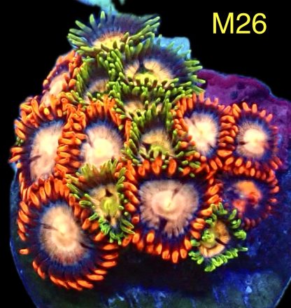 WYSIWYG Zoanthid Frag M26
