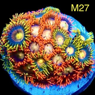 WYSIWYG Zoanthid Frag M27