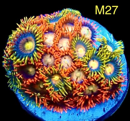 WYSIWYG Zoanthid Frag M27
