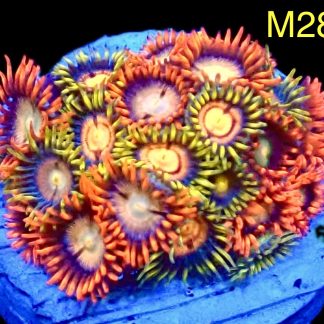 WYSIWYG Zoanthid Frag M28