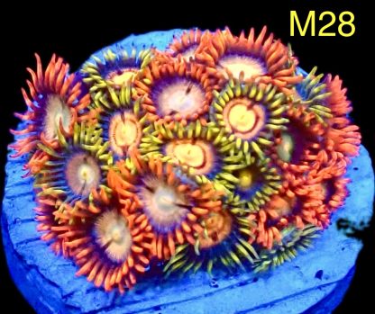 WYSIWYG Zoanthid Frag M28