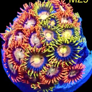 WYSIWYG Zoanthid Frag M29