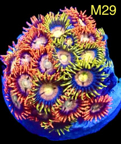 WYSIWYG Zoanthid Frag M29
