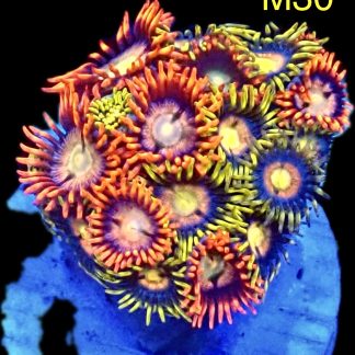 WYSIWYG Zoanthid Frag M30