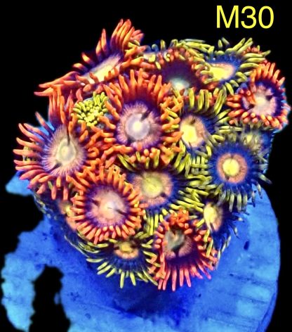 WYSIWYG Zoanthid Frag M30