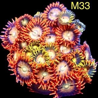 WYSIWYG Zoanthid Frag M33