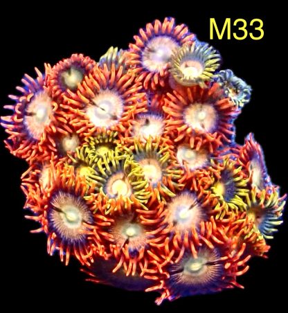 WYSIWYG Zoanthid Frag M33
