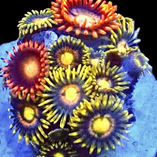 WYSIWYG Zoanthid Frag M35