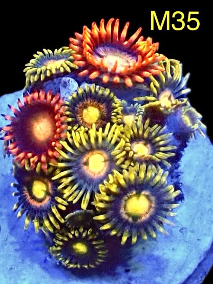 WYSIWYG Zoanthid Frag M35