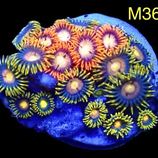 WYSIWYG Zoanthid Frag M36