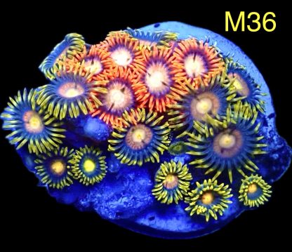 WYSIWYG Zoanthid Frag M36