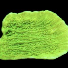 WYSIWYG 8C Toxic Lime Plating Montipora