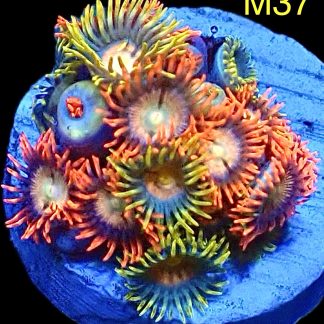 WYSIWYG Zoanthid Frag M37