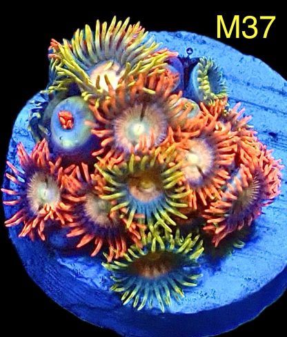 WYSIWYG Zoanthid Frag M37