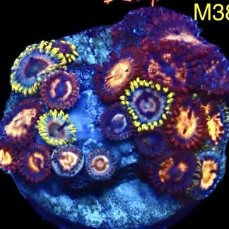 WYSIWYG Zoanthid Frag M38