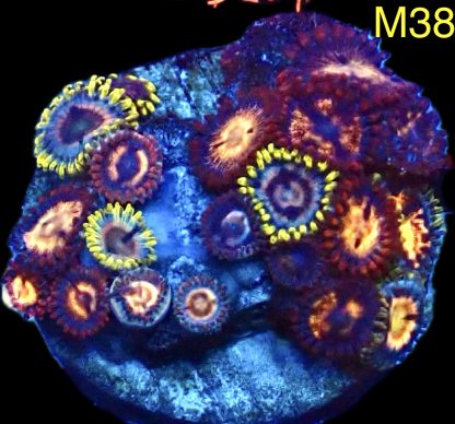 WYSIWYG Zoanthid Frag M38