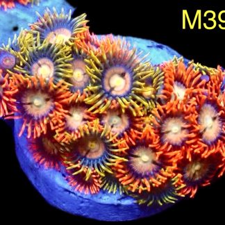 WYSIWYG Zoanthid Frag M39