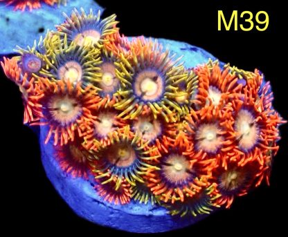 WYSIWYG Zoanthid Frag M39