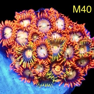 WYSIWYG Zoanthid Frag M40
