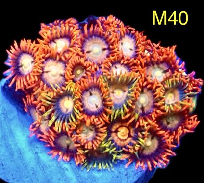 WYSIWYG Zoanthid Frag M40