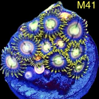 WYSIWYG Zoanthid Frag M41
